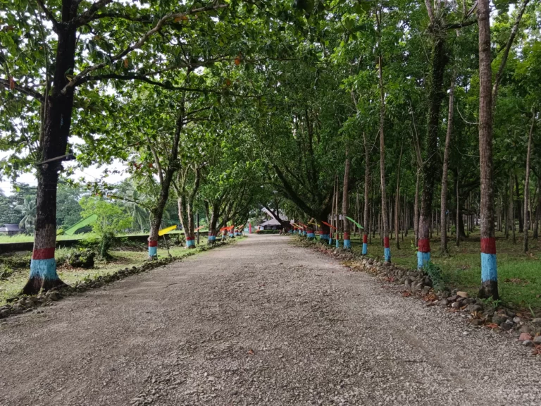 Marihatag Tree Park Inside Road