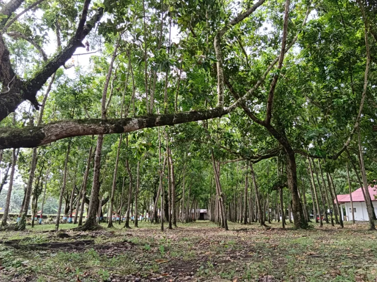 Marihatag Tree Park Resort 1